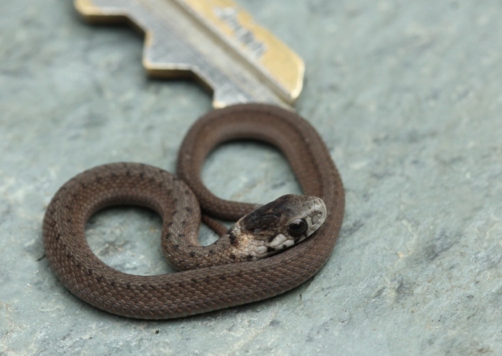 DeKay's Brown Snake